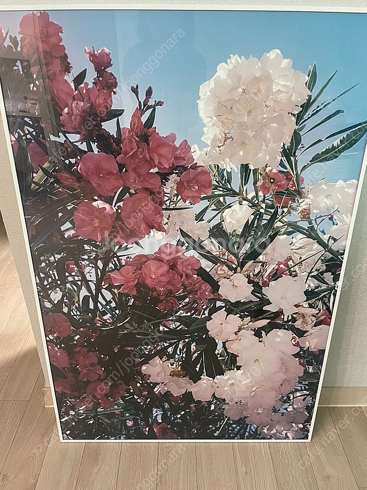 장우철 시칠리아 꽃 액자, 화이트 알루미늄, 울산 동구...--0