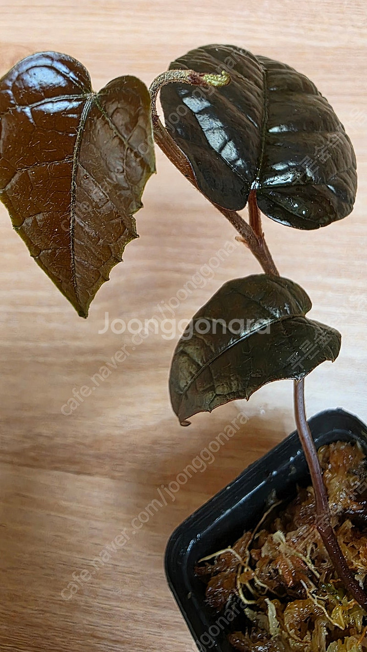 파이퍼 블랙 메탈릭 카푸아스--1