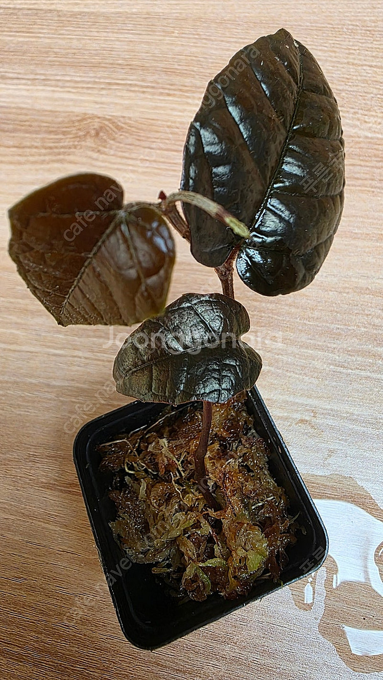 파이퍼 블랙 메탈릭 카푸아스--3