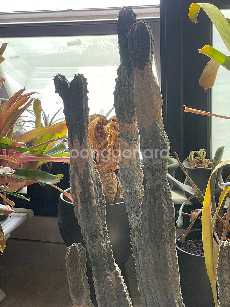 아브델쿠리 압델쿠리 예맨 멸종위기종 아프리카식물 유포르...--1