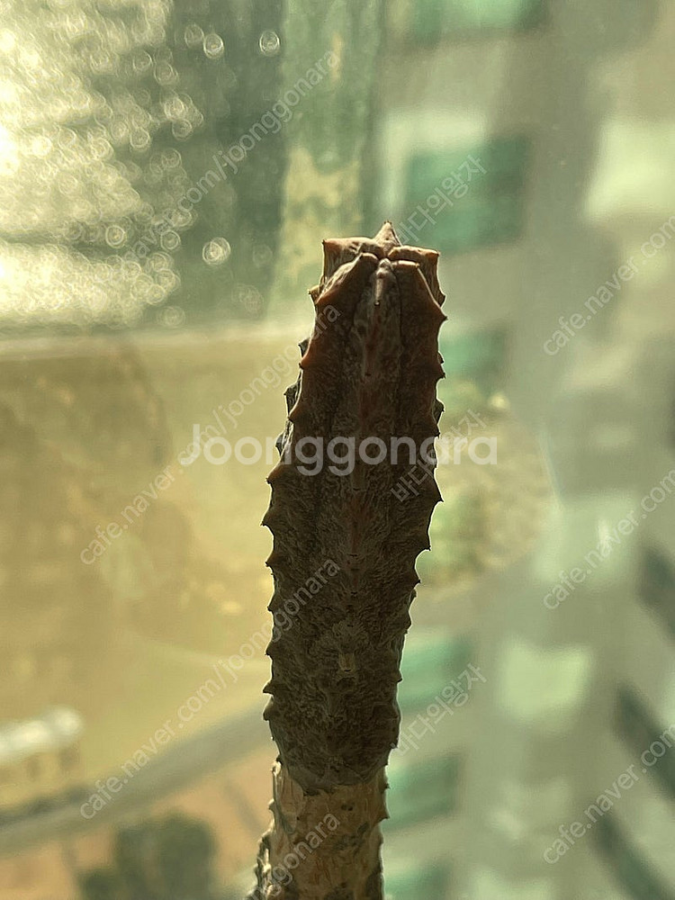 아브델쿠리 압델쿠리 예맨 멸종위기종 아프리카식물 유포르...--7