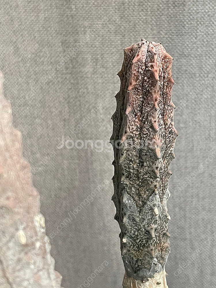 아브델쿠리 압델쿠리 예맨 멸종위기종 아프리카식물 유포르...--9