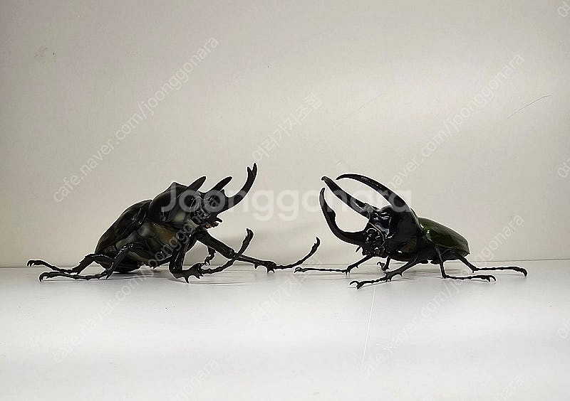 생물대도감 코끼리 장수풍뎅이 악테온 아틀라스 개봉품 일...--1