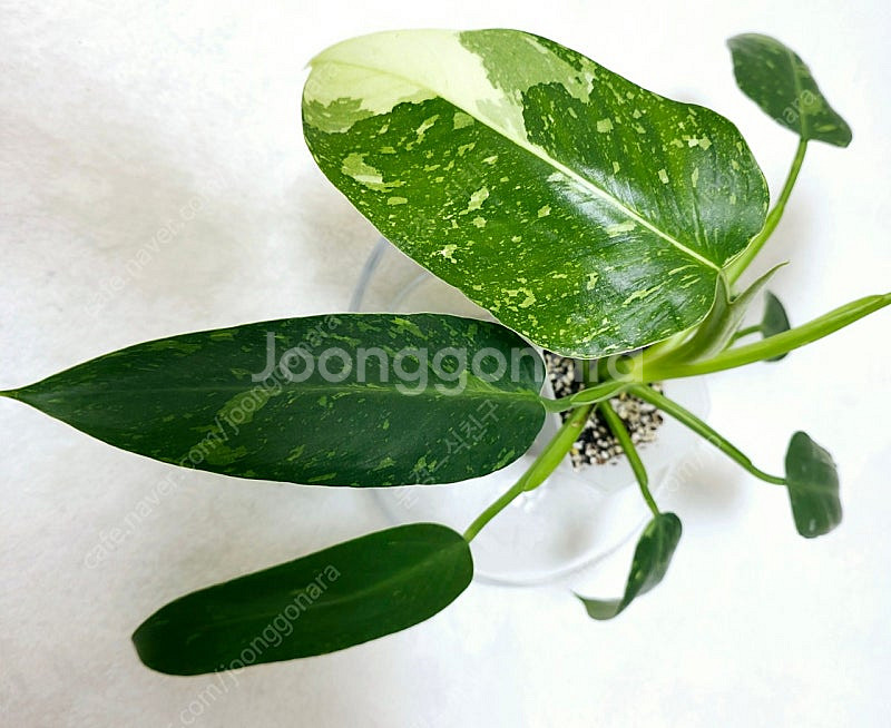 관엽 식물 ) 필로덴드론 호세부오노 바리에가타--1