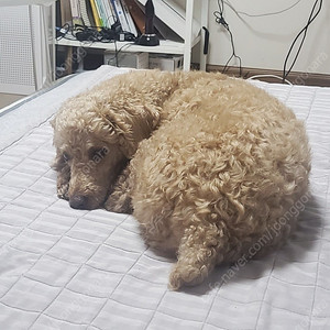 빗썸 친구 상품권 5만원 팝니다.