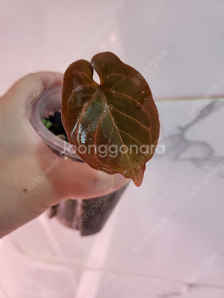 안스리움 킹오스(HU) X레드크리스탈리넘(하지 개체)--0