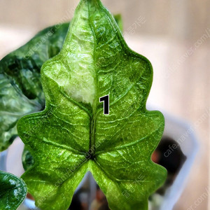 알로카시아 잭클린 미스틱 무천이 25번 라인