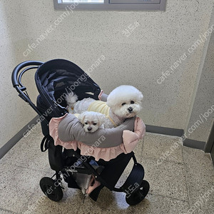 에어버기 돔3라지