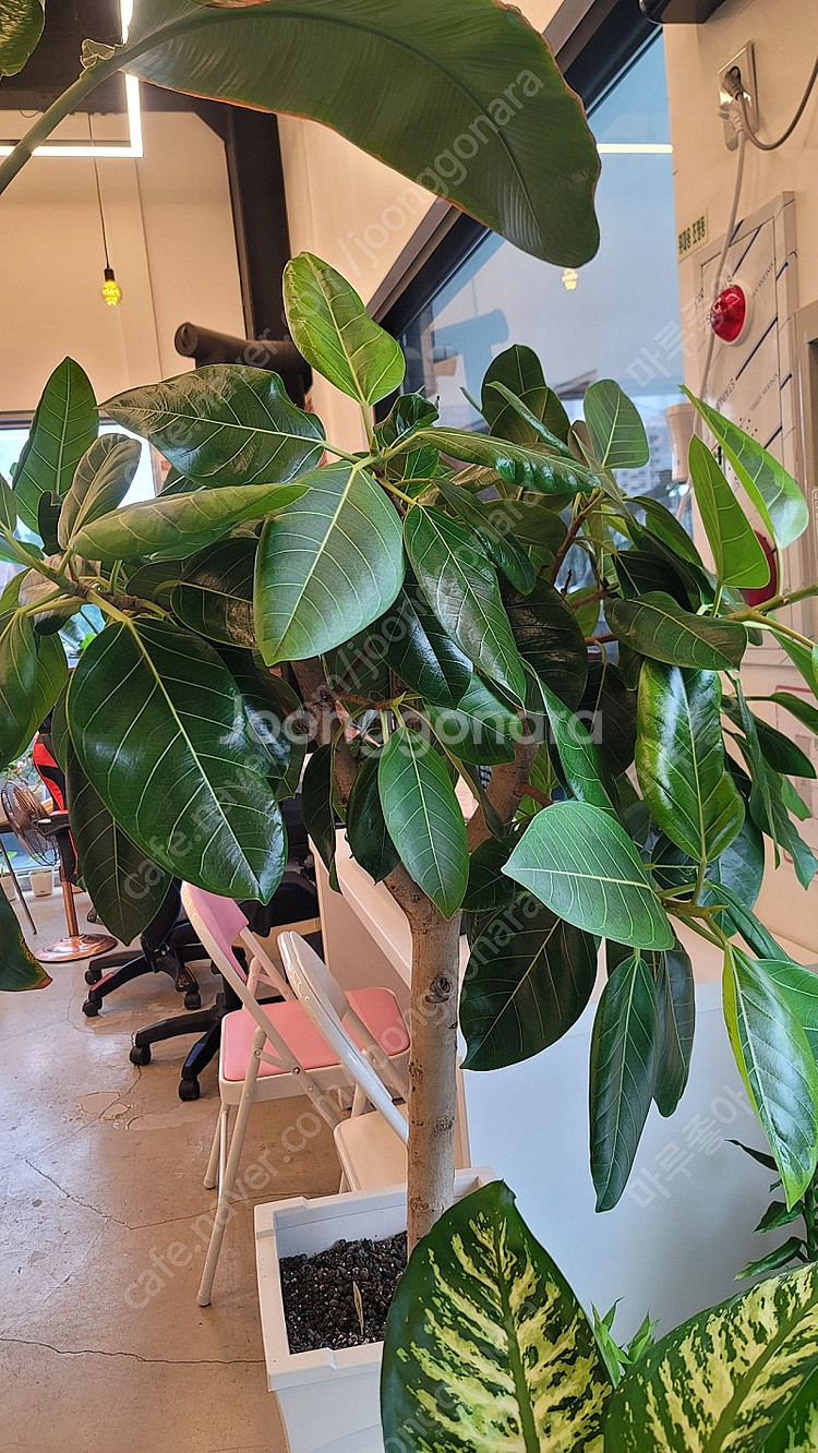뱅갈고무나무 160cm 화분포함 (김포)--5