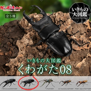 반다이 생물대도감 부케팔루스