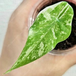 알로카시아 심포 화이트 바리에가타