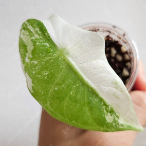 알로카시아 핑크드래곤 화이트+옐로우 바리에가타