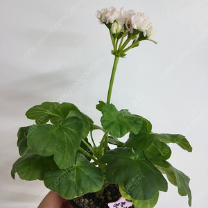 제라늄 엔젤스콰이어 0.6