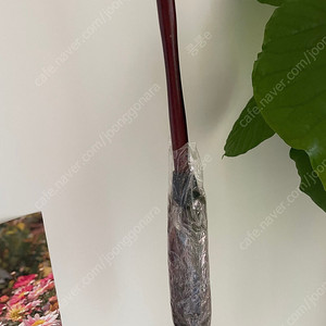 새상품) 타조먼지털이 총장 50cm