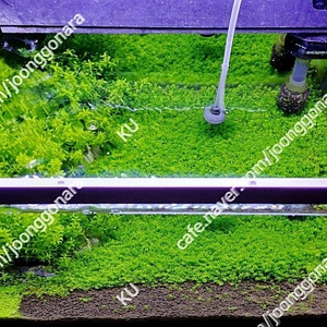 수초분양] 쿠바펄 분양합니다