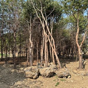[소나무 대량 판매] 20년 된 건강한 소나무 2000그루, 그루당 5만원 (아파트,전원주택,조경수,가로수,수목장,수목)