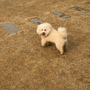 폴드6 512 리미티드 블랙