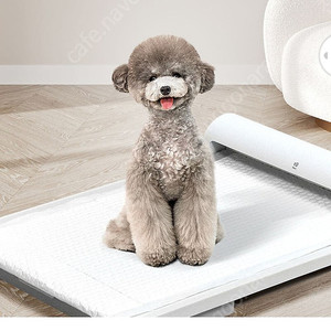 강아지 애견 자동화장실 강아지도 자동화장실이 있어요!