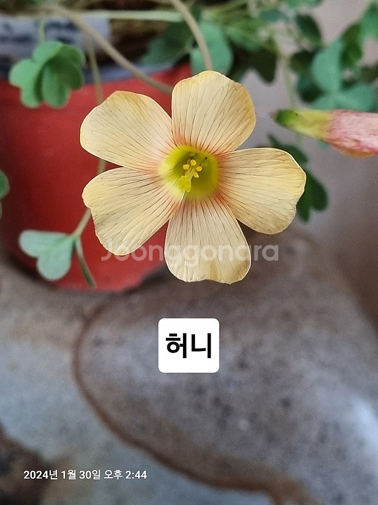 사랑초 롤리 레드퀸 라바스플레쉬--0