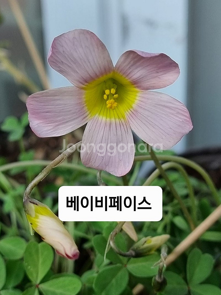 사랑초 롤리 레드퀸 라바스플레쉬--2