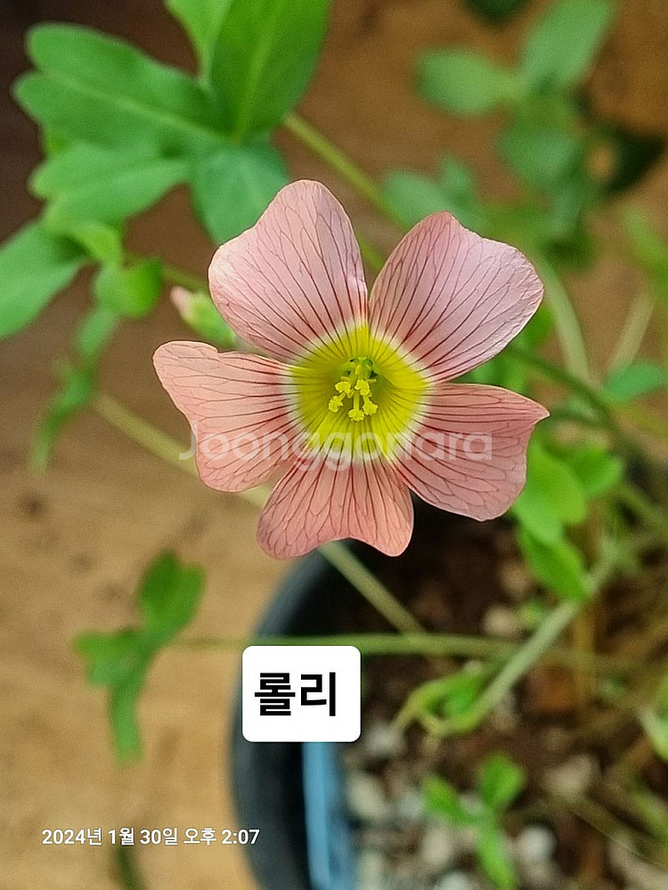 사랑초 롤리 레드퀸 라바스플레쉬--5