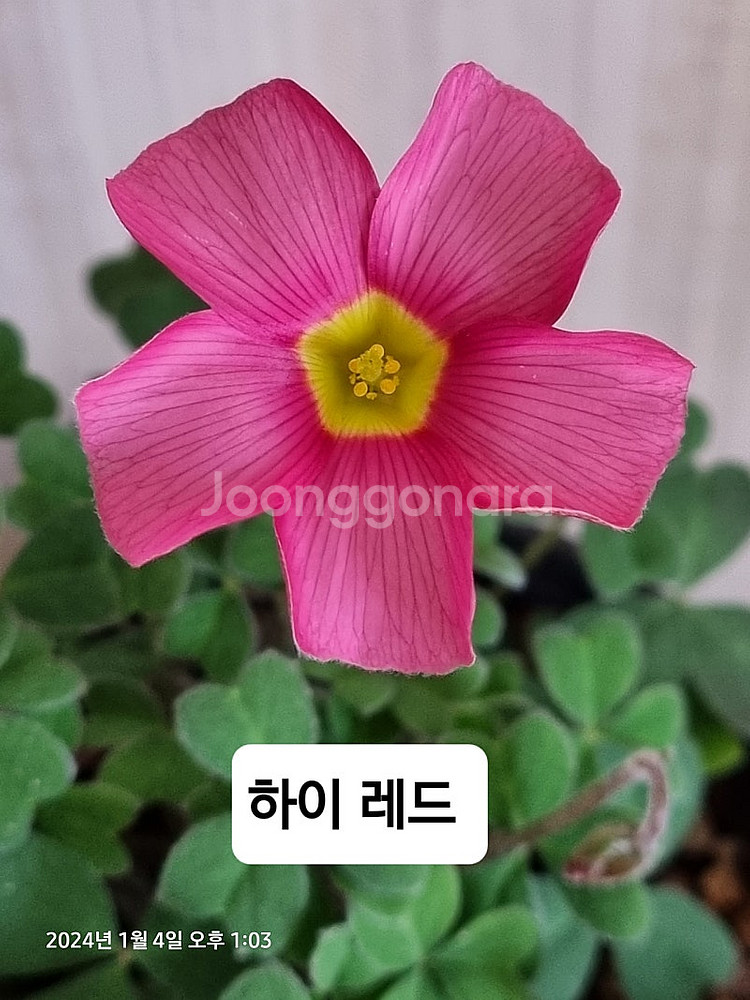 사랑초 롤리 레드퀸 라바스플레쉬--6