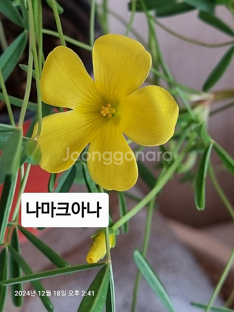 사랑초 롤리 레드퀸 라바스플레쉬--9