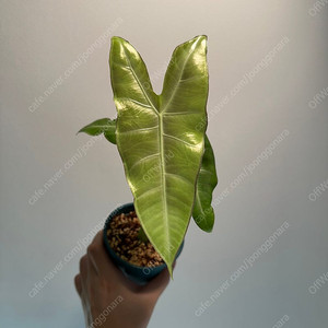 알로카시아 롱기로바 풀실버