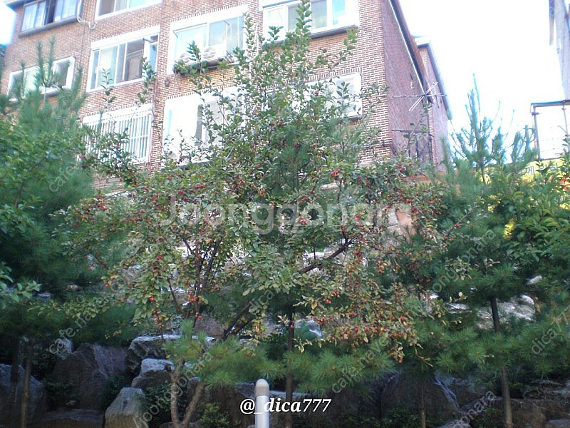 올림푸스 FE-180 디카--9