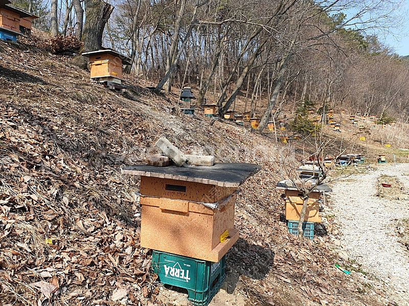 25년 토종벌 분양합니다--0