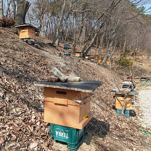 25년 토종벌 분양합니다