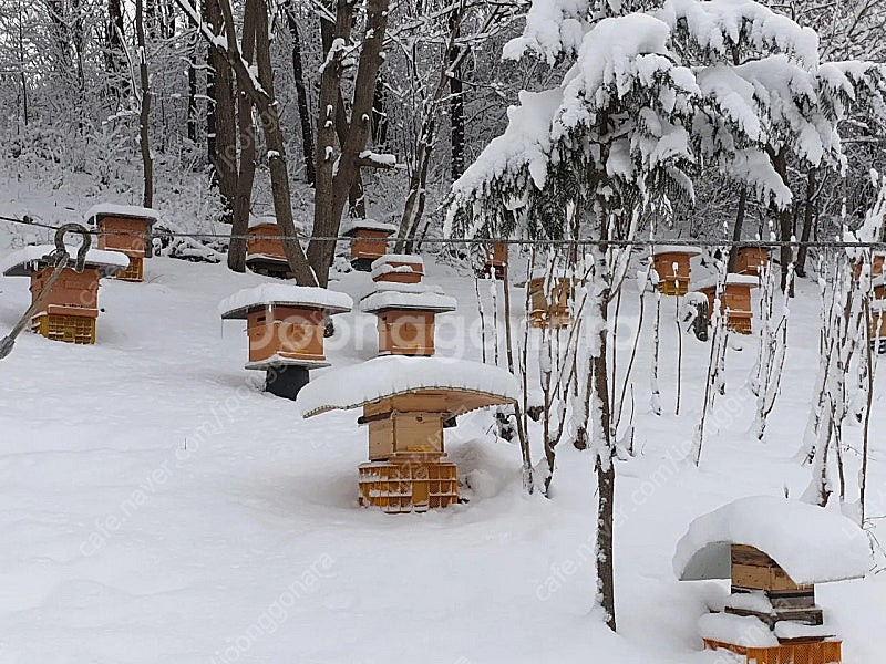 25년 토종벌 분양합니다--2