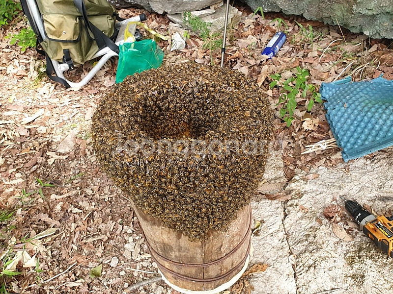 25년 토종벌 분양합니다--3