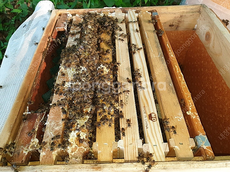 25년 토종벌 분양합니다--4