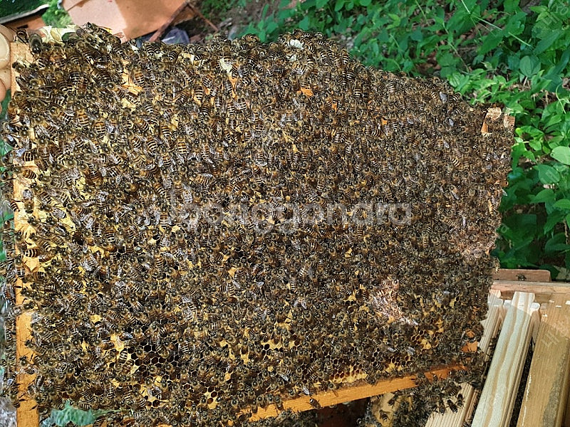 25년 토종벌 분양합니다--5