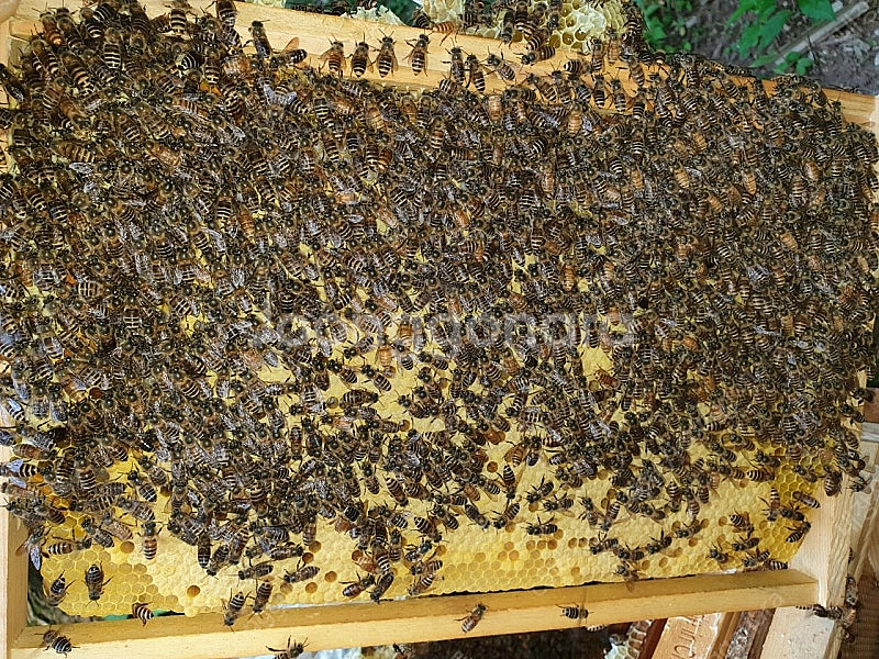 25년 토종벌 분양합니다--6