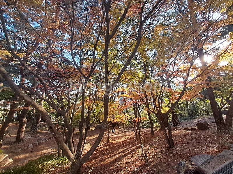 롯데시네마 1인만 영화예매--0
