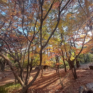 롯데시네마 1인만 영화예매
