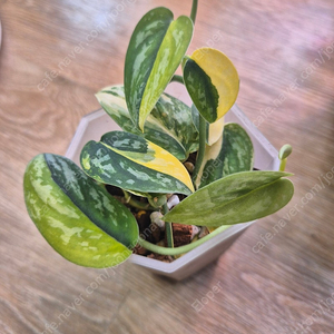 스킨답서스 아포라키