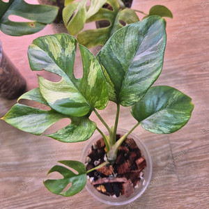 무늬히메 몬스테라(화이트민트)