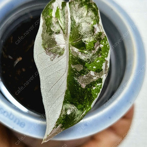 알로카시아 푸세이도 산데리아나 핑크 바리에가타