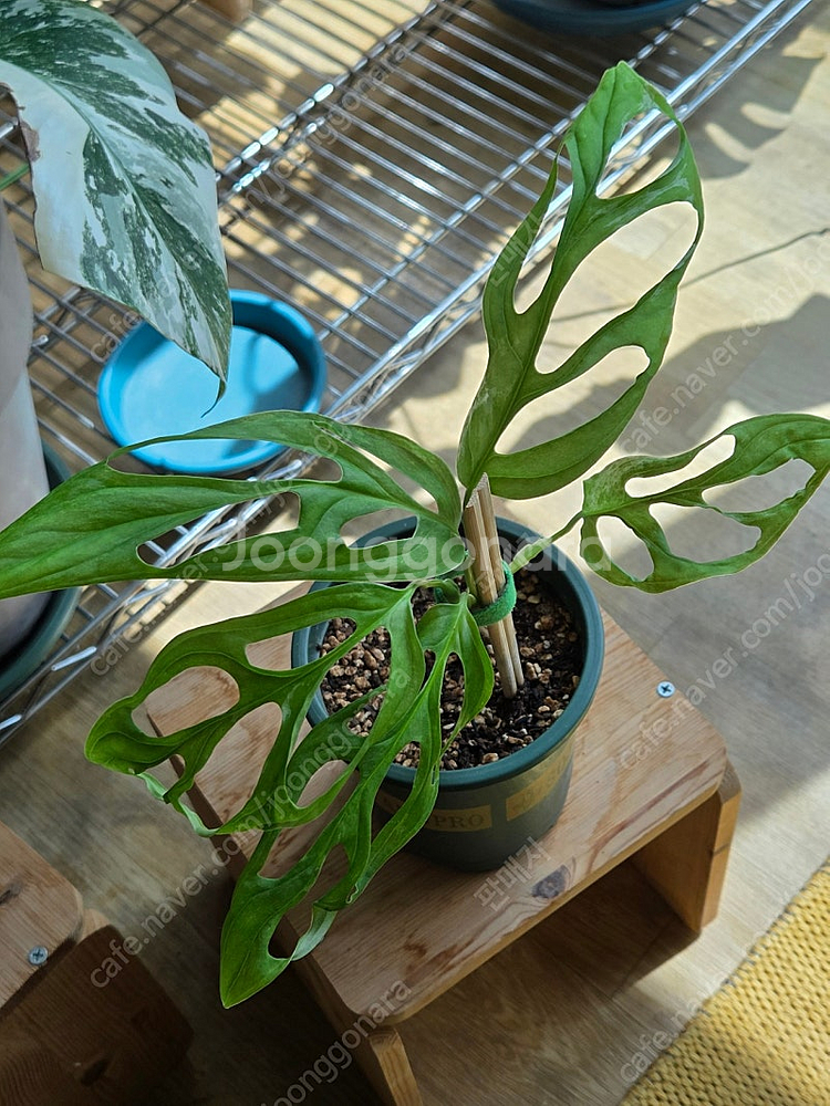 민트 아단소니 대품잎 화분, 무늬 아단소니--3