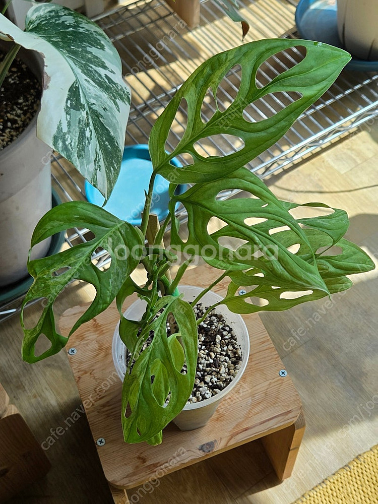 민트 아단소니 대품잎 화분, 무늬 아단소니--4