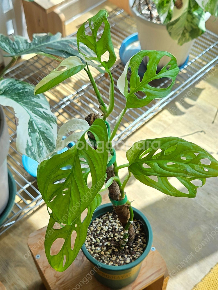 민트 아단소니 대품잎 화분, 무늬 아단소니--5