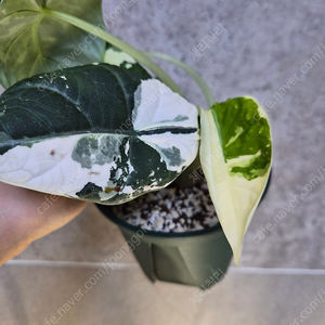 알로카시아 마하라니 바리에가타