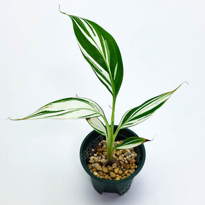 [할인] 흰무늬 바나나 Musa Florida Banana Variegated aeae