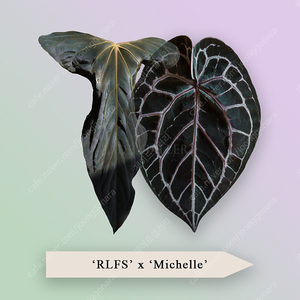 안스리움 RLFS x 미쉘 (파필 rlxfs 미쉘)