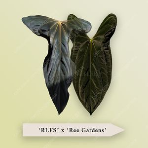안스리움 RLFS x 리가든 (파필 랄프리넘 포츠셔먼)