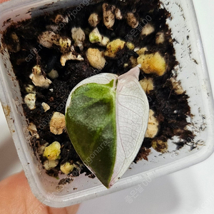 알로카시아 하트벌룬 화이트 바리에가타