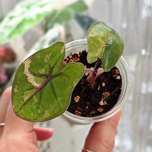 알로카시아 유카탄프린세스 핑크바리에가타